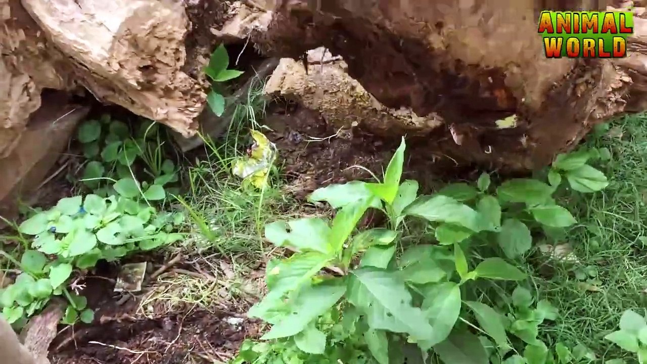 Baby bird feeding and raising _ How to feed a baby