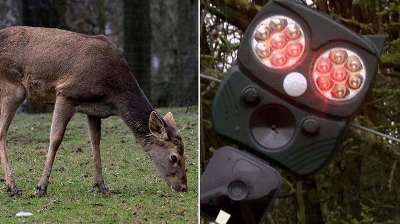 Watch: How AI will keep deer off train tracks this Christmas
