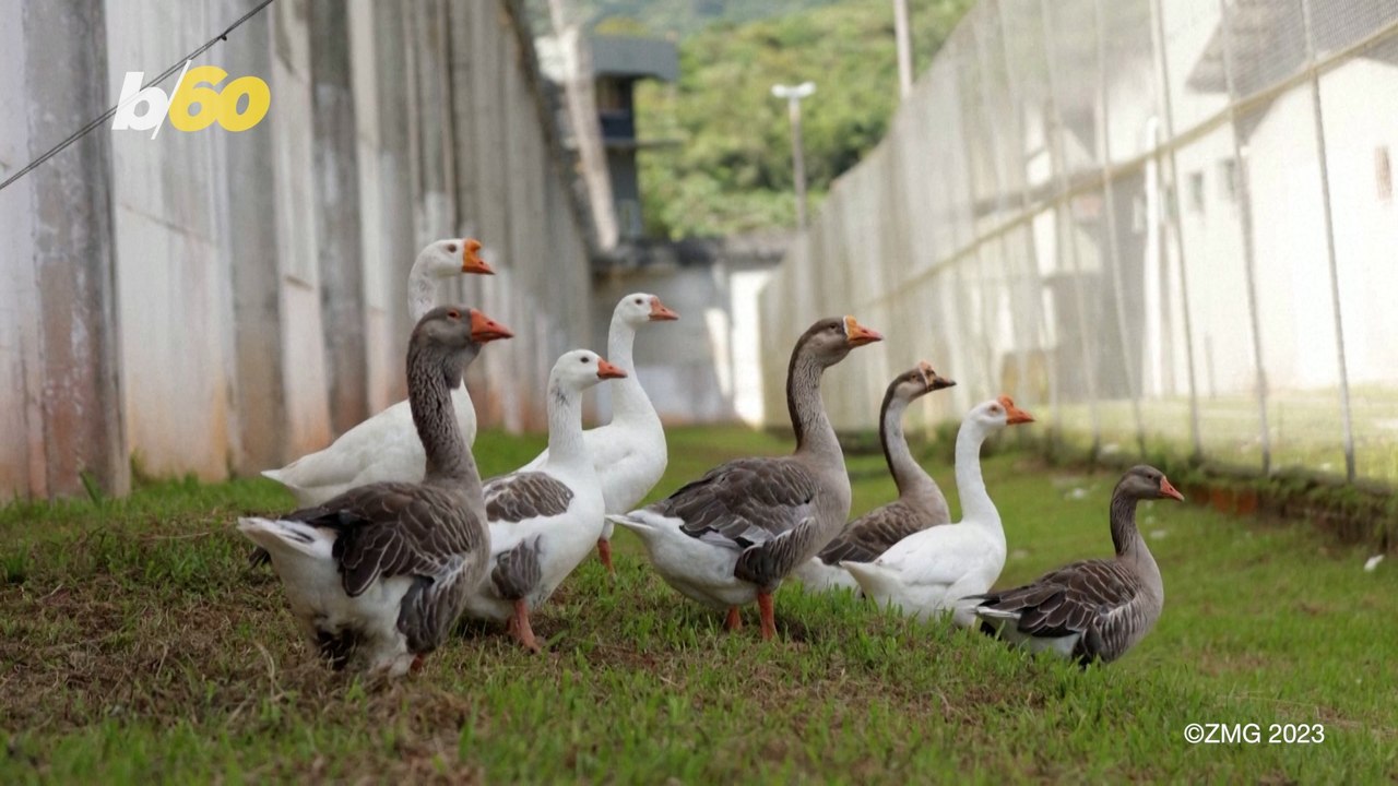 Brazilian Prison Swaps Out Guard Dogs for Guard Geese video Dailymotion