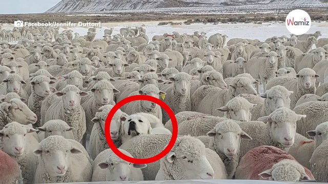 „Schäferhund mischt sich unter die Herde, aber nur jeder 20. kann ihn sehen!