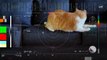 La NASA envía un vídeo de un gato desde más de 30 millones de kilómetros en 101 segundos
