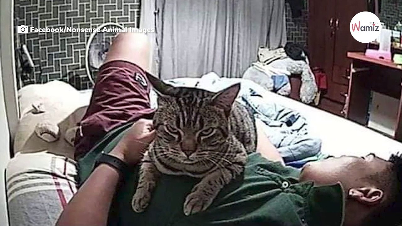 Mann filmt sein Kätzchen nachts: Dann geht ihm plötzlich ein Licht auf!