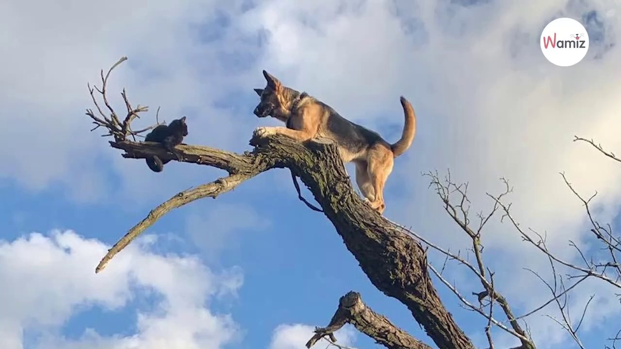 Deutscher Schäferhund jagt Kätzchen auf Baum und lernt seine Lektion sofort (Video)