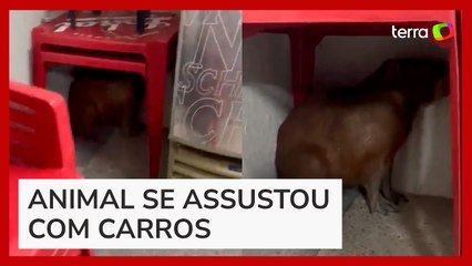 Capivara se assusta com movimento de carros e se esconde embaixo de mesa de bar em MG