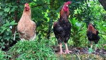 Raising Happy and Healthy Farm Animals