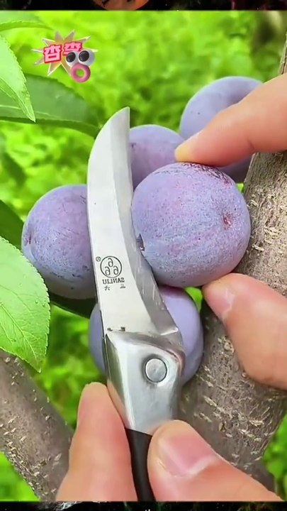 Fruits fres