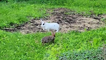 Pet rabbit meets wild rabbit for the first time