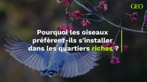 Pourquoi les oiseaux préfèrent-ils s'installer dans les quartiers riches ?