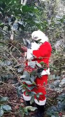Captan a Santa Claus cortando café en Santa Bárbara