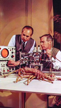 [Défi J26] un calamar permet à ces scientifiques de gagner un prix Nobel