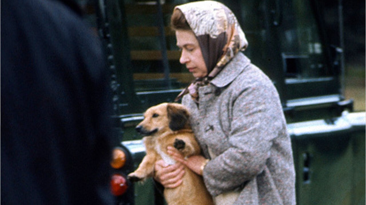 Queen Elizabeth: How are the former monarch's dogs doing? Sarah Ferguson gives an update