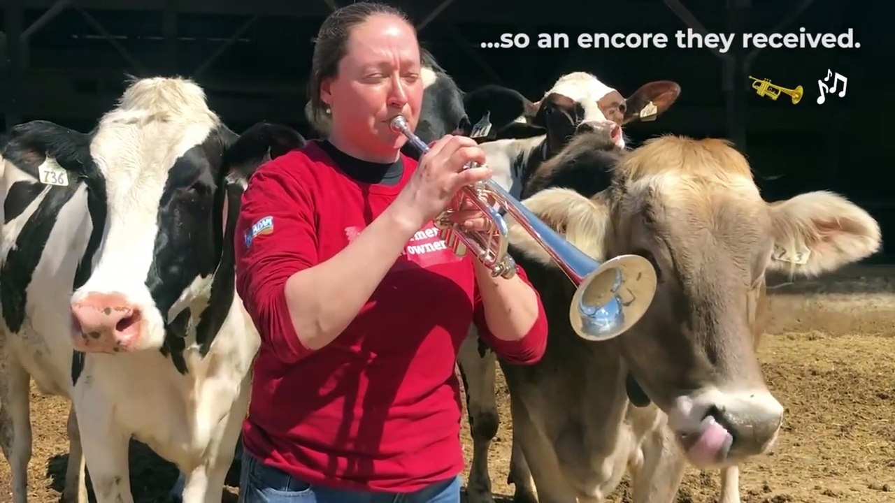 Cow likes to listen to music