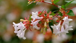 How to Plant and Grow Glossy Abelia