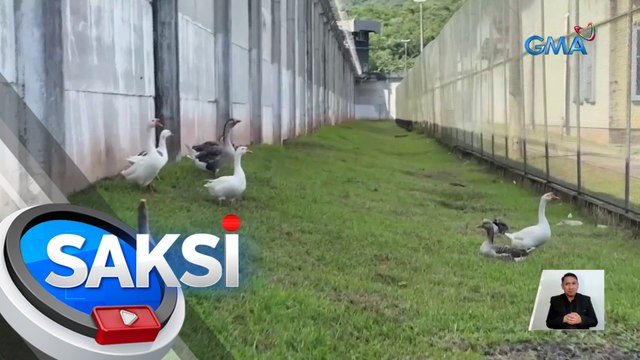 Mga gansa, nag-iikot bilang guard animals sa isang piitan | Saksi