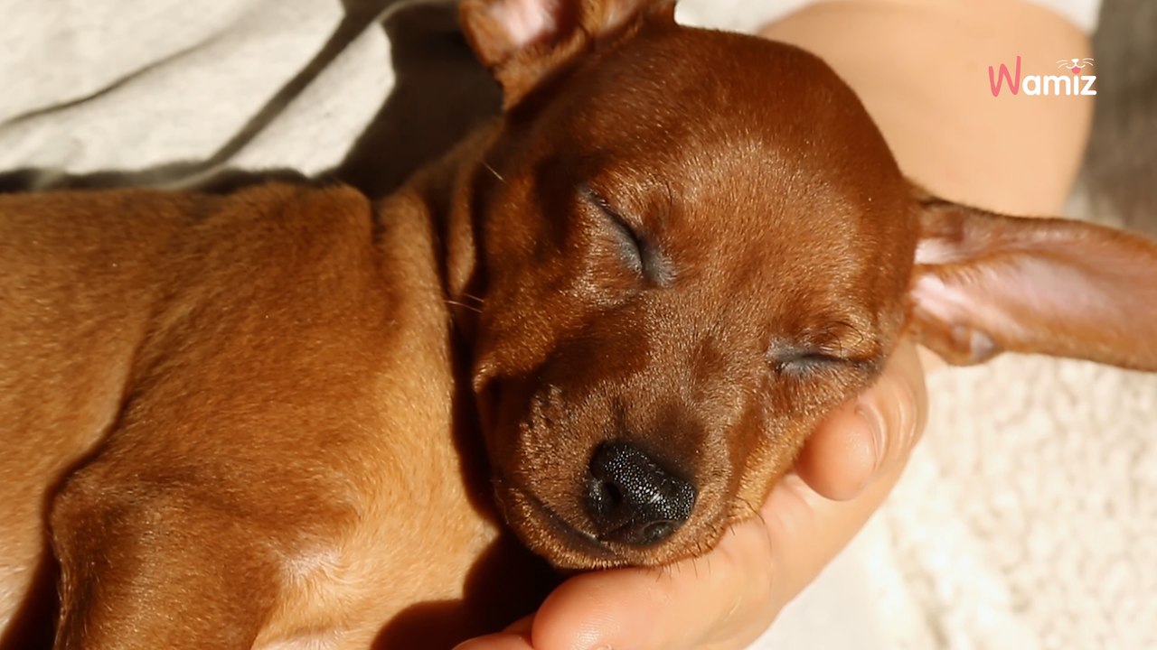 Educazione dei cuccioli: un errore da non commettere secondo questo addestratore di cani (Video)