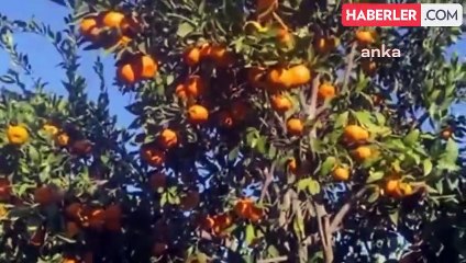 Mandalina Üreticileri Ürünlerini Satamıyor