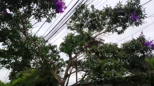 Atenção! Fios caídos em trecho da Rua Clóvis Beviláqua