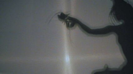 WATCH: he Founders Behind ASHYA Debut A Fantastical Short Film Centering West African Folklore