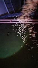 2 Minggu sebelum panen beri pakan pelet tenggelam agar ikan  lebih berbobot