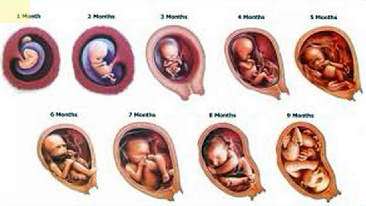 The stages of human creation from the first month until birth