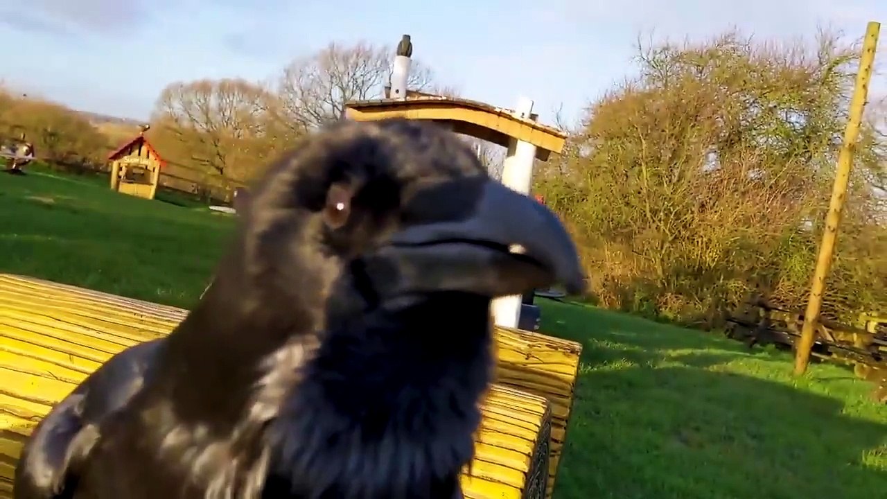 Meet loki the overly affectionate raven who likes to cuddle.