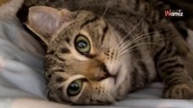 Famiglia adotta una gattina: il giorno dopo i volontari del rifugio non credono ai loro occhi (Video)