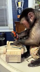 Capuchin Monkey Is Hard at Work