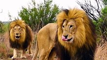 Walking with LION BROTHERS  #thelionwhisperer #cat #wildlife