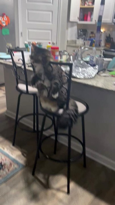 Chillin' Kitty Having A Lazy Day