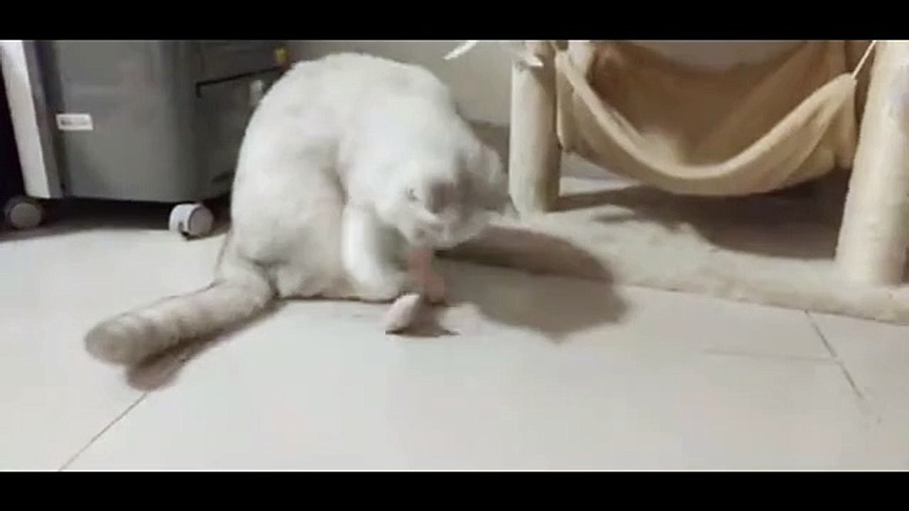 main-video-1 (2)