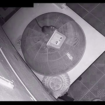 Ce rat vient faire ses courses pour le repas de Noël