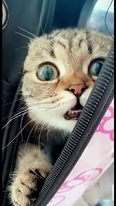 Little funny cat