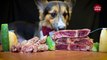 ASMR Corgi Dog Eating Ribeye Steak 16 _ Animal ASMR
