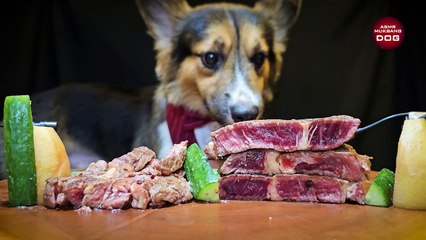 ASMR Corgi Dog Eating Ribeye Steak 16 _ Animal ASMR