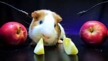 ASMR Guinea Pig Eating Apple _ Animal ASMR