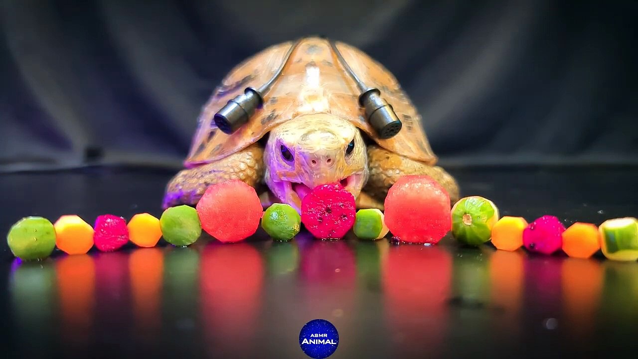 ASMR MUKBANG _ Turtle Tortoise Eating Food Marble150 _ Animal ASMR