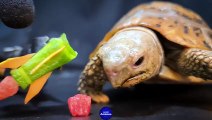 ASMR Turtle Tortoise Eating Missile 136 _ Animal ASMR