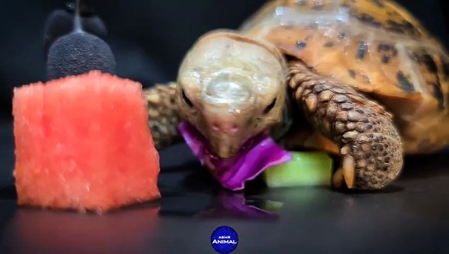 ASMR MUKBANG _ Turtle Tortoise Eating Food 138 _ Animal ASMR