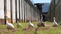 Gansos vigilan prisión brasileña