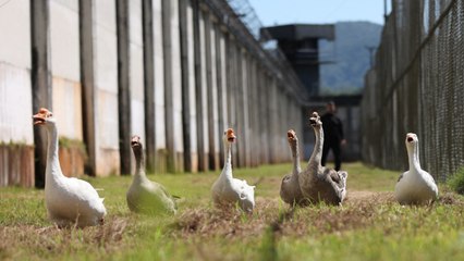 Video herunterladen: Gansos vigilan prisión brasileña