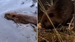 Beavers released into Scottish national park for first time in 400 years