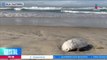 Baja California tiene las dos playas más contaminadas de México