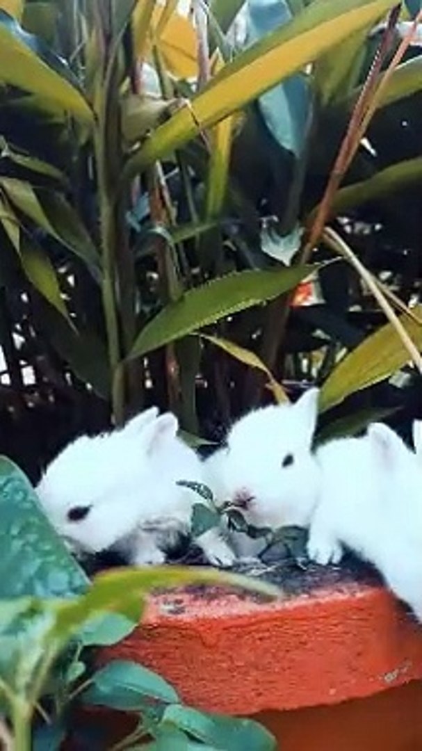 baby rabbits 8k || cute