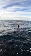 Baby Orca Shows Off Its Tail