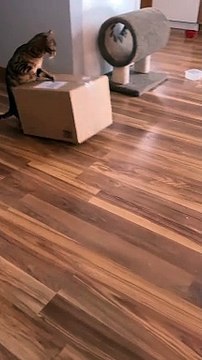Cat Pushes Boxes Around