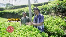 Wisata Kebun Teh di Kebun Teh Pagilaran Batang Jawa Tengah Agrowisata Unggulan