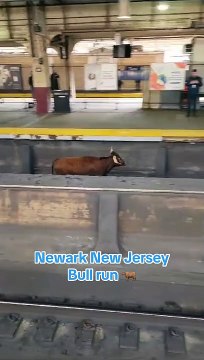 Loose Bull Spotted Running on Train Tracks in New Jersey