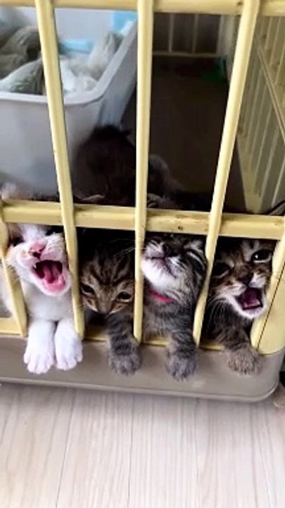 Meow