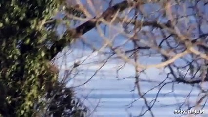 L'Ue vuole ridurre status protezione dei lupi, l'ira degli animalisti