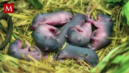 Universo 25', el experimento científico que buscaba predecir el futuro de la humanidad